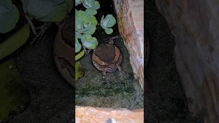 Download lagu You Will Never Believe the Sound of This Bull Frog!!! #travel #thailand #animals #wildlife mp3