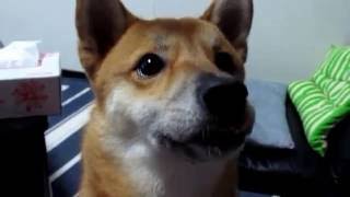 犬のプロモーションビデオ