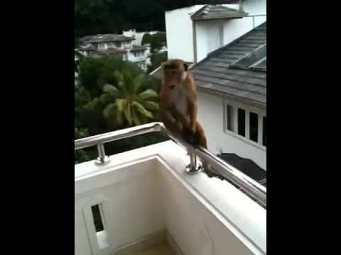 Monkeys on our balcony at the serene garden hotel Kandy Sri