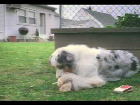 Dog smoking a cigarette