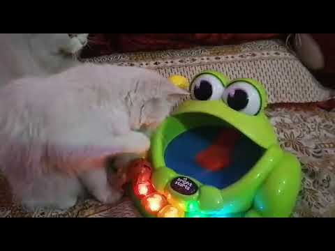 cats playing videos-cat reaction to playing toy-nazia iftikhar vloger
