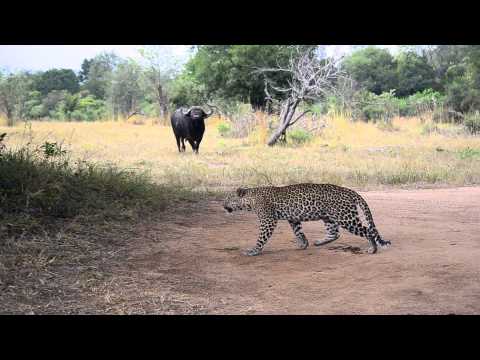 Buffalo vs Leopard