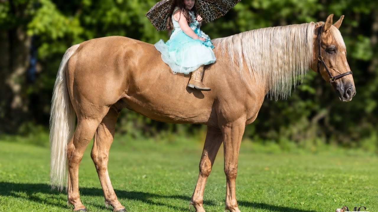 Pineapple is been-there, done-that 12 year old Tennessee Walker g video 1