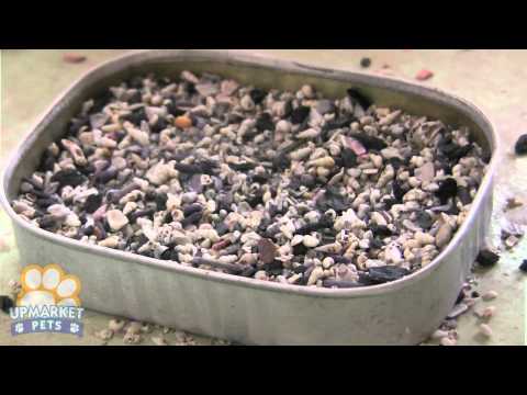 [Feature Story] Feeding and Breeding Gouldian Finches