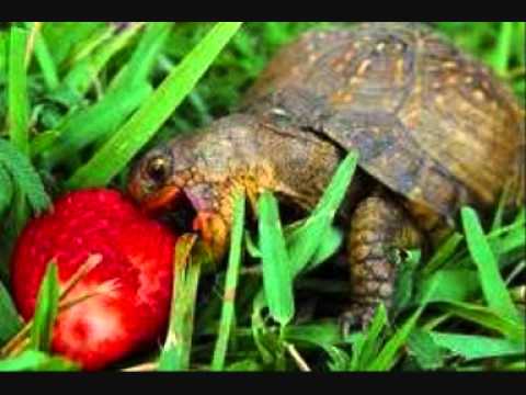 M.O.P. & Adam F - Stand Clear (Waiko & Brazek Remix)