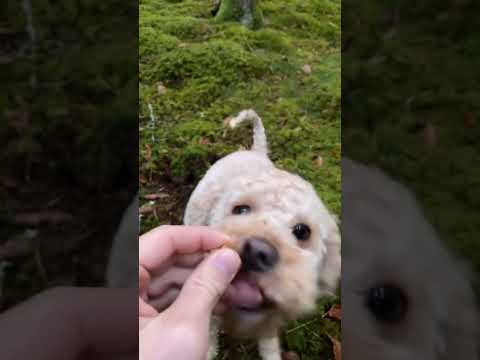 #cavapoo #sweden #dogs