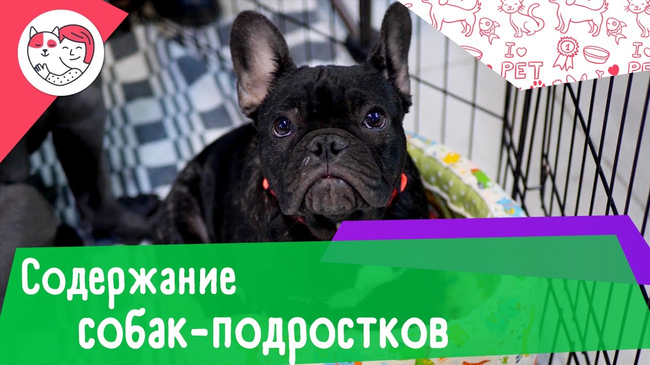 5 особенностей содержания собак-подростков