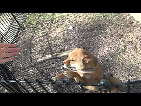 Slo-mo shiba inu greeting