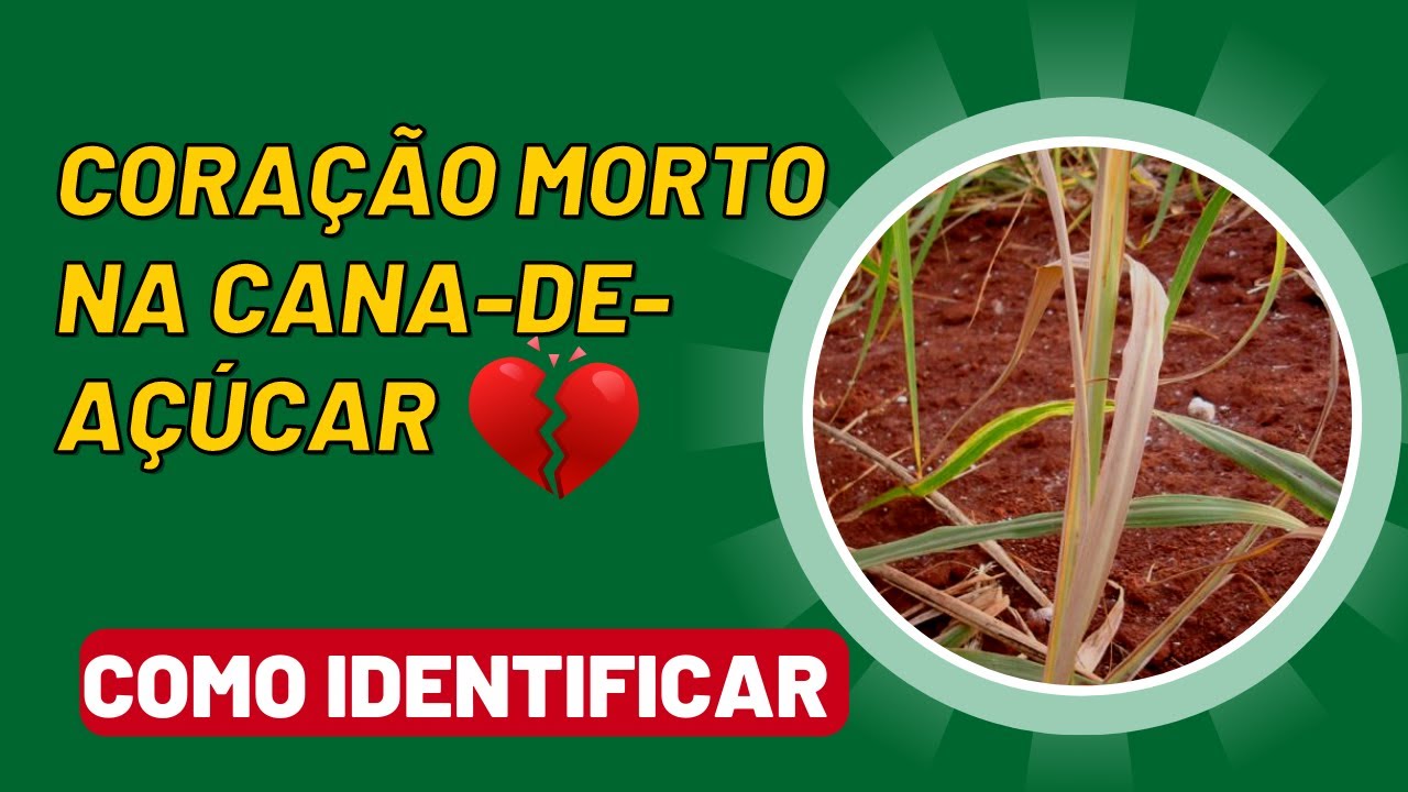 Coração Morto na Cana-de-açúcar