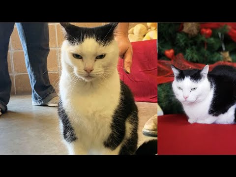 YouTube video about: Was pinky the cat ever adopted?