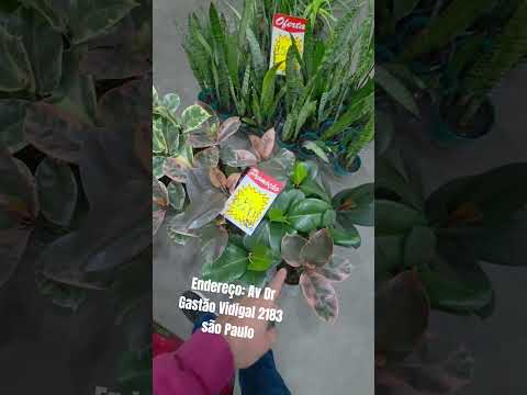 ficus na loja