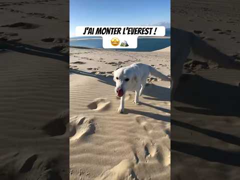 Maman à failli y passer !😱😟#chien #animaux #drole #dunedupilat #bordeaux