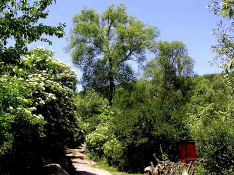 Bulgaria Gurgulyat Flowers 2