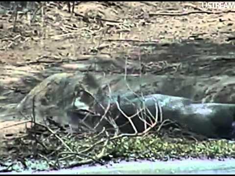 Warthog Taking Mud Bath 10/18/11