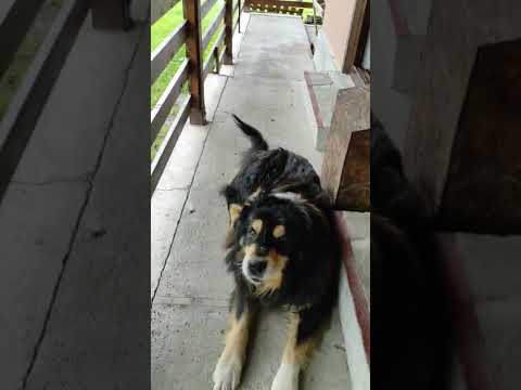 Pensiunea Poiana Marului Bisoca - prezentare generala