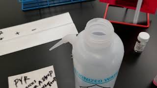 Microbiology: PYR Test