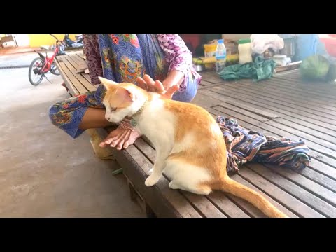 Relaxing Music and Cats: Your Ultimate Guide