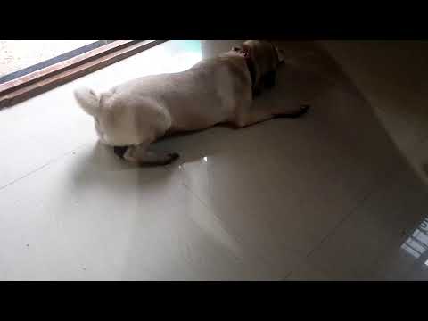 Sameen Ghadge's live broadcast