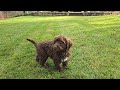 Portuguese Water Dog dogs for sale: Theo - Video 1