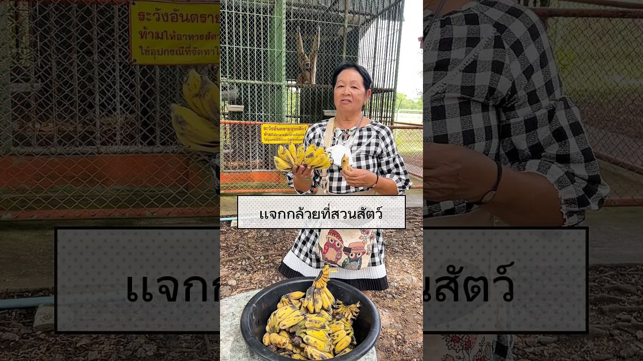 รับจ้างทำบุญ - รับจ้างทำบุญด้วยการเเจกอาหารน้องๆที่สวนสัตว์ - 2