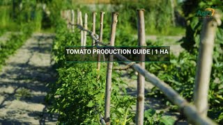 Tomato Production Guide 1 Ha