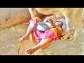 Milking Cow Milking Cow Milking By Hand Beautiful Girl At Dairy Farm