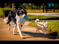 World S Funniest Pets Best Pet Videos 2025