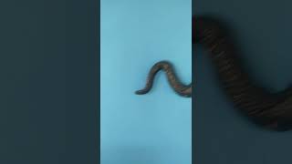 Download lagu ular king cobra vs buaya darat mp3 Download lagu ular king cobra vs buaya darat mp3