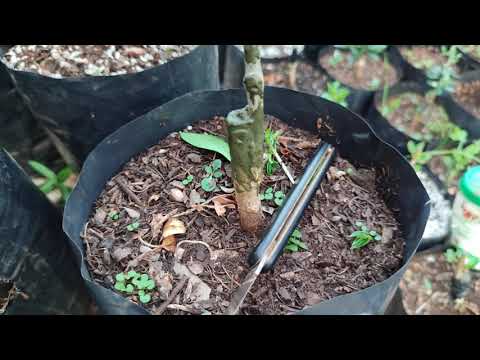 Dnevnik maslinara 17...formiranje sadnice nakon cjepljenja....