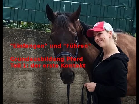 Grundausbildung Pferd Teil 1: der erste Kontakt | Pferd einfangen und führen