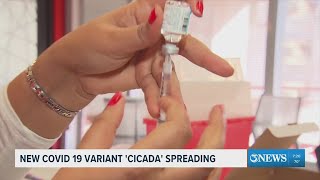 New COVID-19 variant 'Cicada' spreading