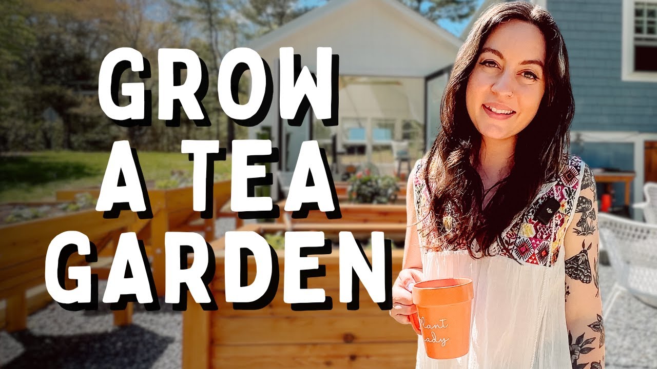 Q&A: Planting an Herbal Tea Garden And Growing My Own Herbal Teas