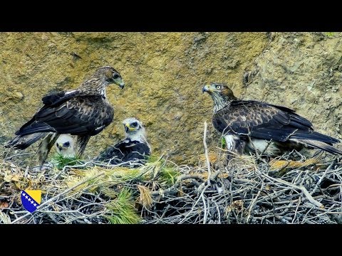 Ptice BiH | Birds of Bosnia and Herzegovina 1888-2006