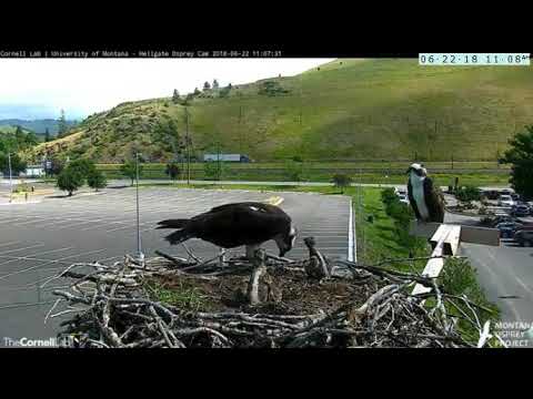 Hellgate Ospreys June 22 18 Great private feeding for the little one
