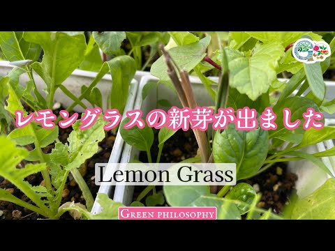 レモングラス 植物