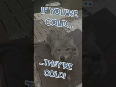 BRING THEM IN!🐺 #weavethecoyote #coyote #dog #puppy #pitbull #cat #cute #animals #animal #wildlife 