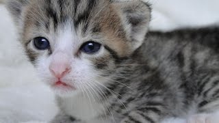 Cat Mia Snow and her 2 weeks old kittens, Season2 Episode5