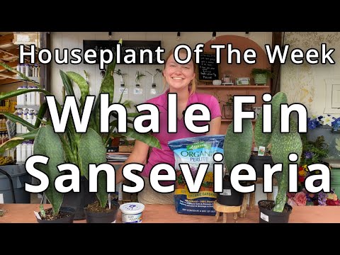 YouTube video about: Why are whale fin plants so expensive?