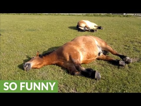 download lagu mp3 mp4 Horse Sleeping, download lagu Horse Sleeping gratis, unduh video klip Horse Sleeping