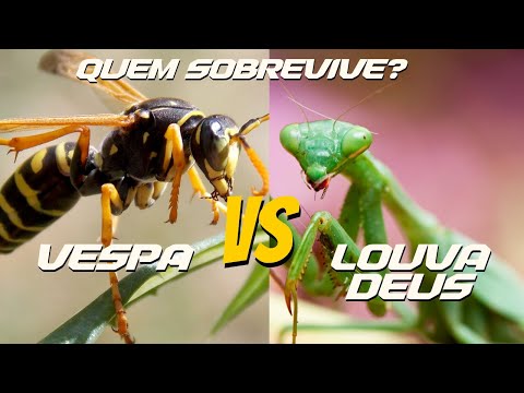 Luta Épica: Vespa vs Louva-a-Deus - Quem Sobrevive? 🐝🦗 | Planeta Inseto