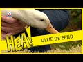 HEA! De avonturen van Ollie de eend