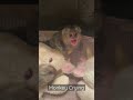 Marmoset Monkey Crying #monkeybaby #monkeycrying