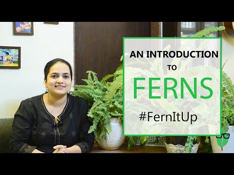 Introduction to Ferns | Fern Basics | Gardening India | #FernItUp