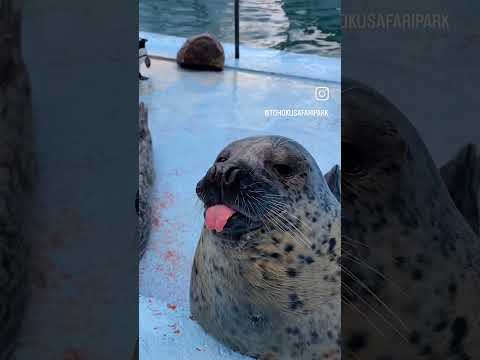 MENSAJE PARA OSCAR PUENTE el de los trenes 🦧🚊😱😜🤣🤣