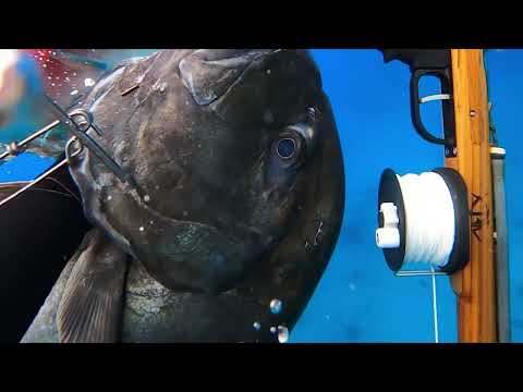 Kauai Dives Uluas 2023