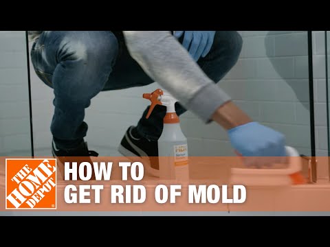 , title : 'How to Get Rid of Mold | The Home Depot'