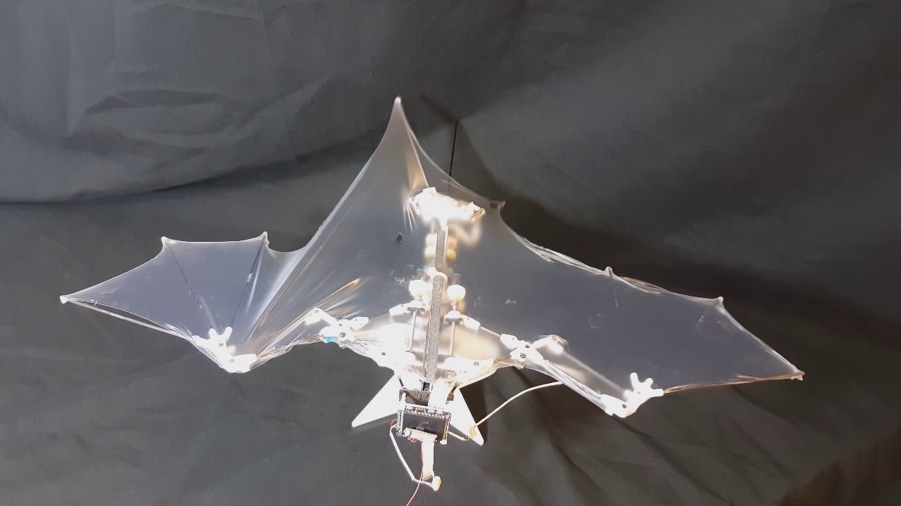 Bat Bot Wins Flexible Flier Miles