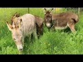 First Time Donkeys Meet In Village Heartwarming Farm Moment