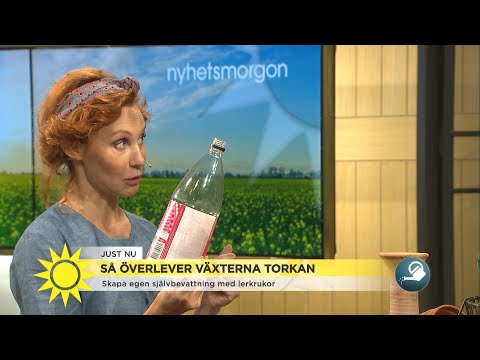 Petflaskan i plantan kan starta en brand – så vattnar du växterna säkert - Nyhetsmorgon (TV4)