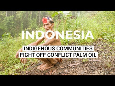 download lagu mp3 mp4 Palm Oil Indigenous, download lagu Palm Oil Indigenous gratis, unduh video klip Palm Oil Indigenous